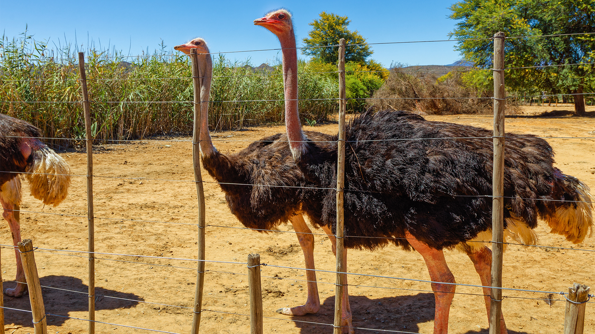 Visit a Klein Karoo ostrich farm