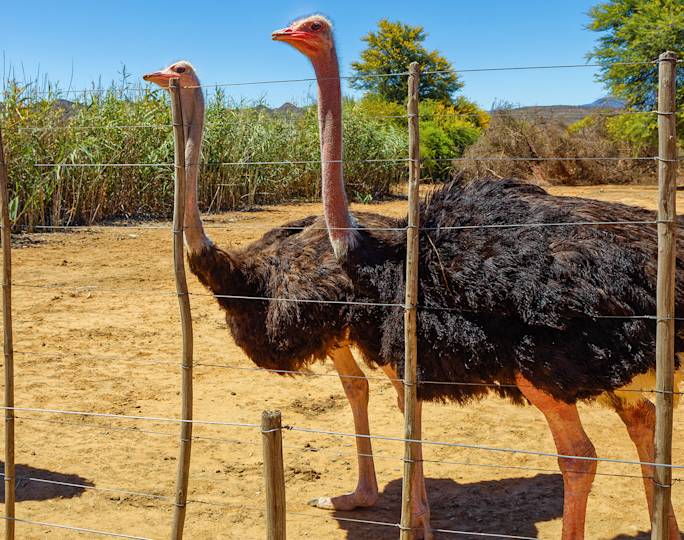 visit-a-klein-karoo-ostrich-farm-experience