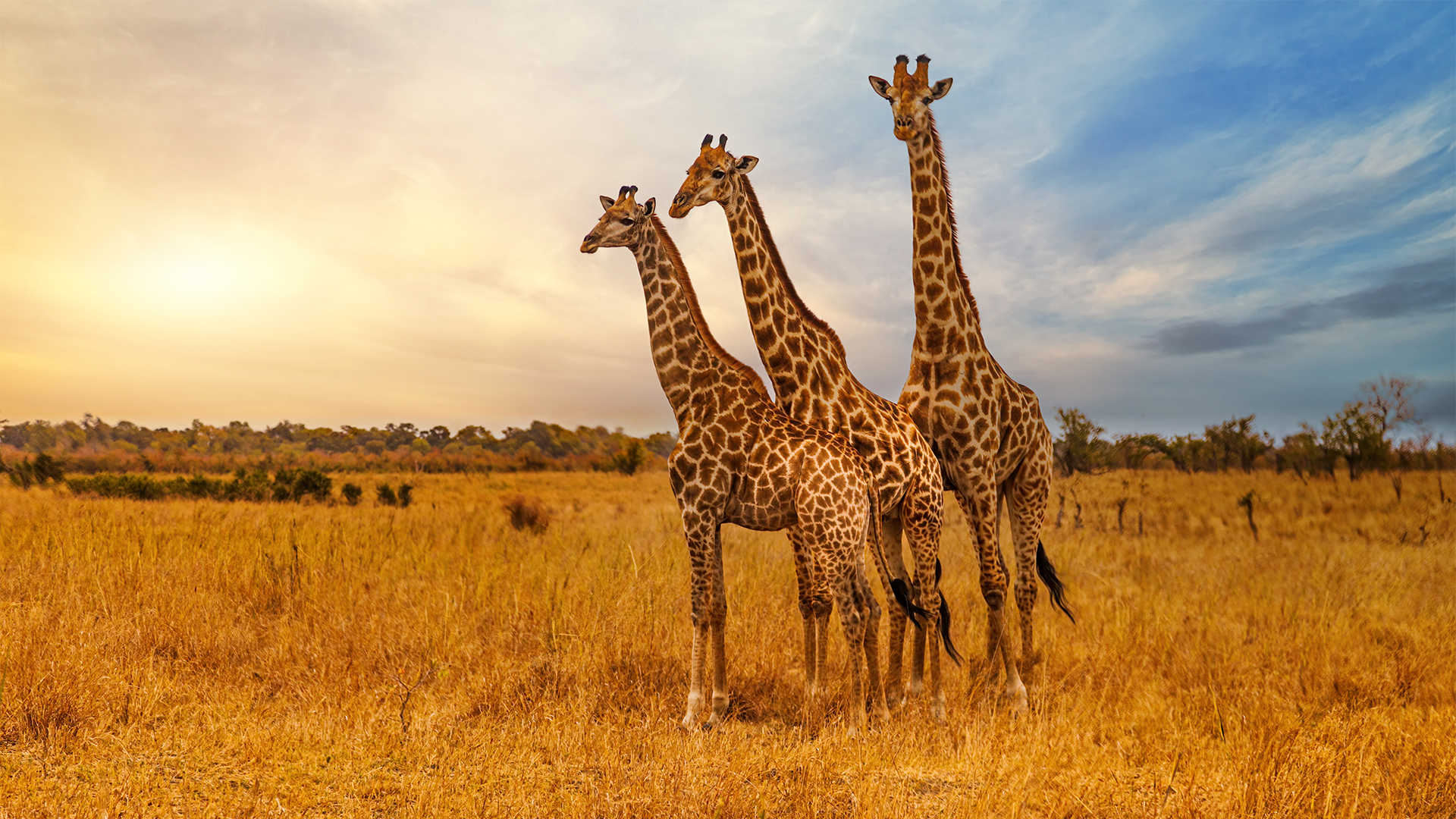 three-giraffes-kruger-national-park-south-africa-swiper-hero-gallery