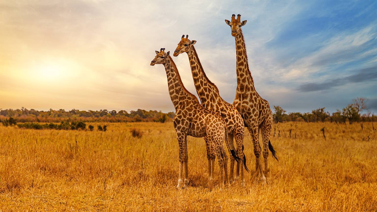 three-giraffes-kruger-national-park-south-africa-swiper-hero-gallery