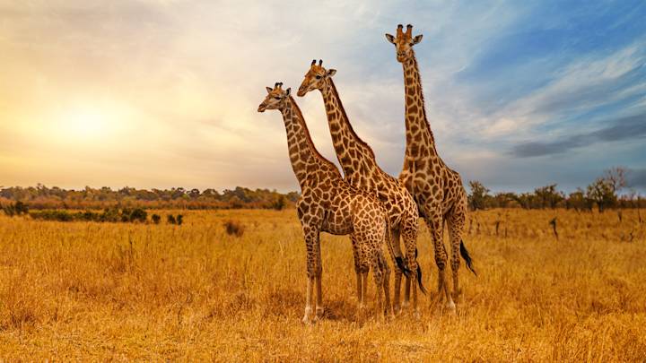 three-giraffes-kruger-national-park-south-africa-swiper-hero-gallery