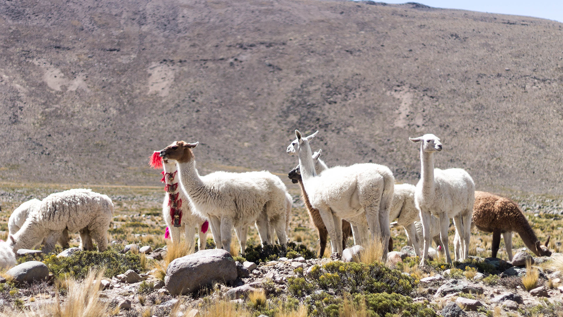 Visit Pampa Cañahuas Natural Reserve