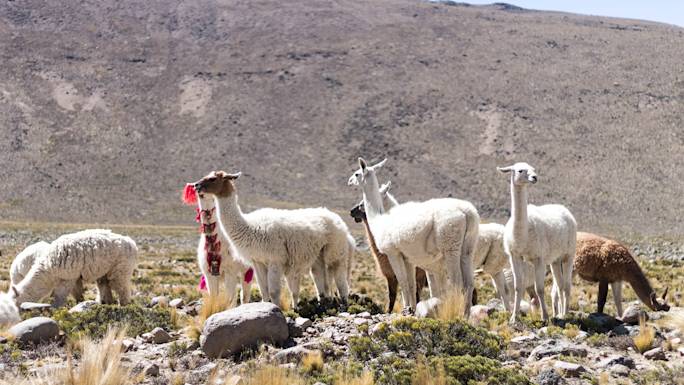 visit-pampa-canahuas-natural-reserve-experience