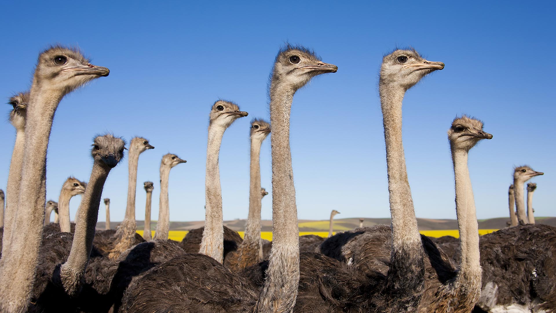 South-Africa-Klein-Karoo-ostrich-farm-swiper-hero-gallery