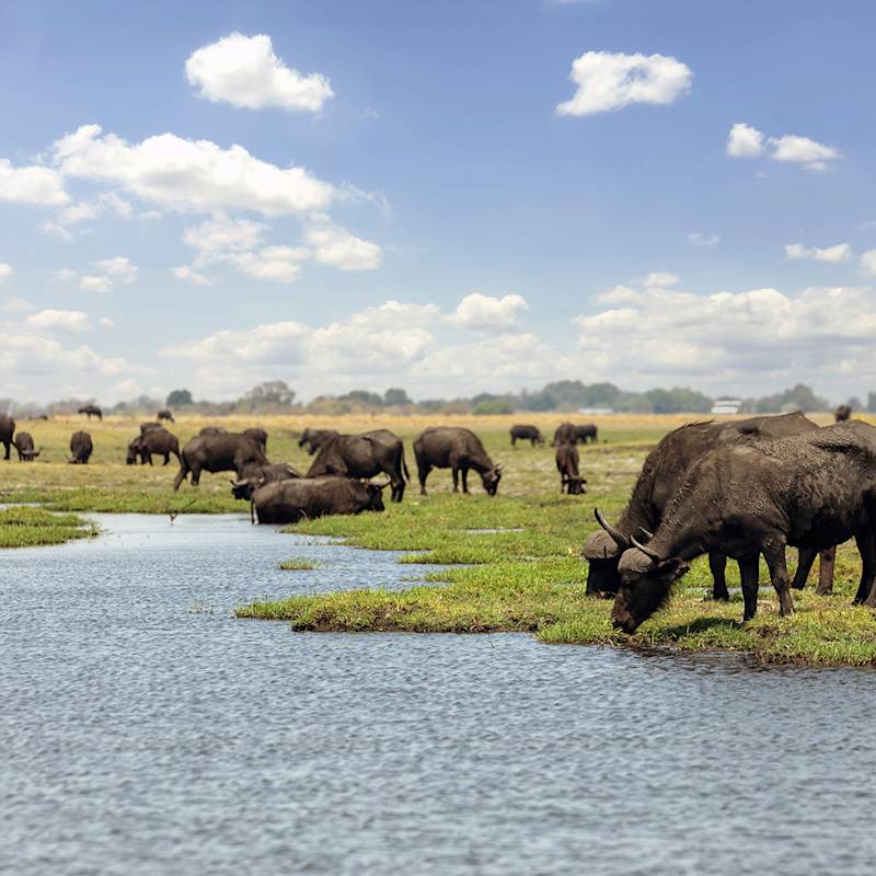 botswana-listing-page-hero-image