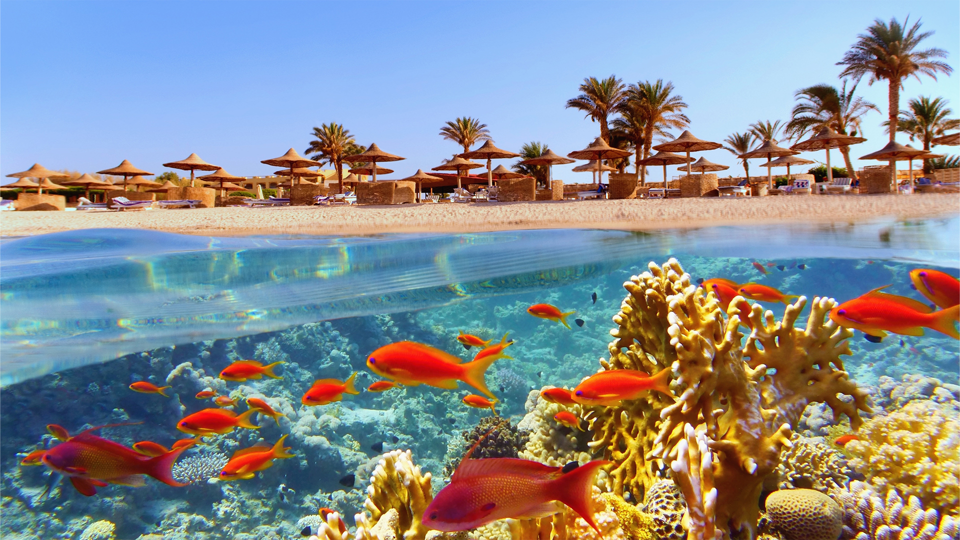 red-sea-coral-reef-beach-egypt-swiper-hero-gallery