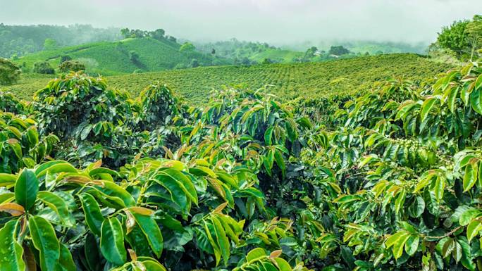 south-america-guided-group-tours-excursion 0028 coffee-farm-tour