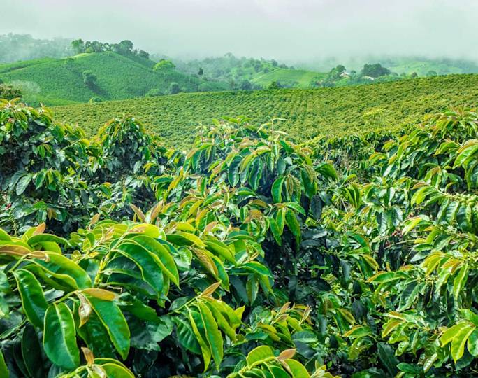 south-america-guided-group-tours-excursion 0028 coffee-farm-tour