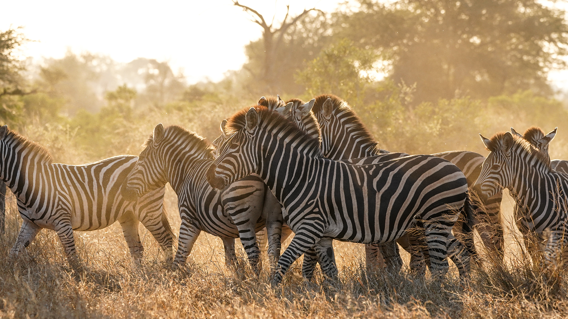 zebra-herd-kruger-national-park-south-africa-swiper-hero-gallery