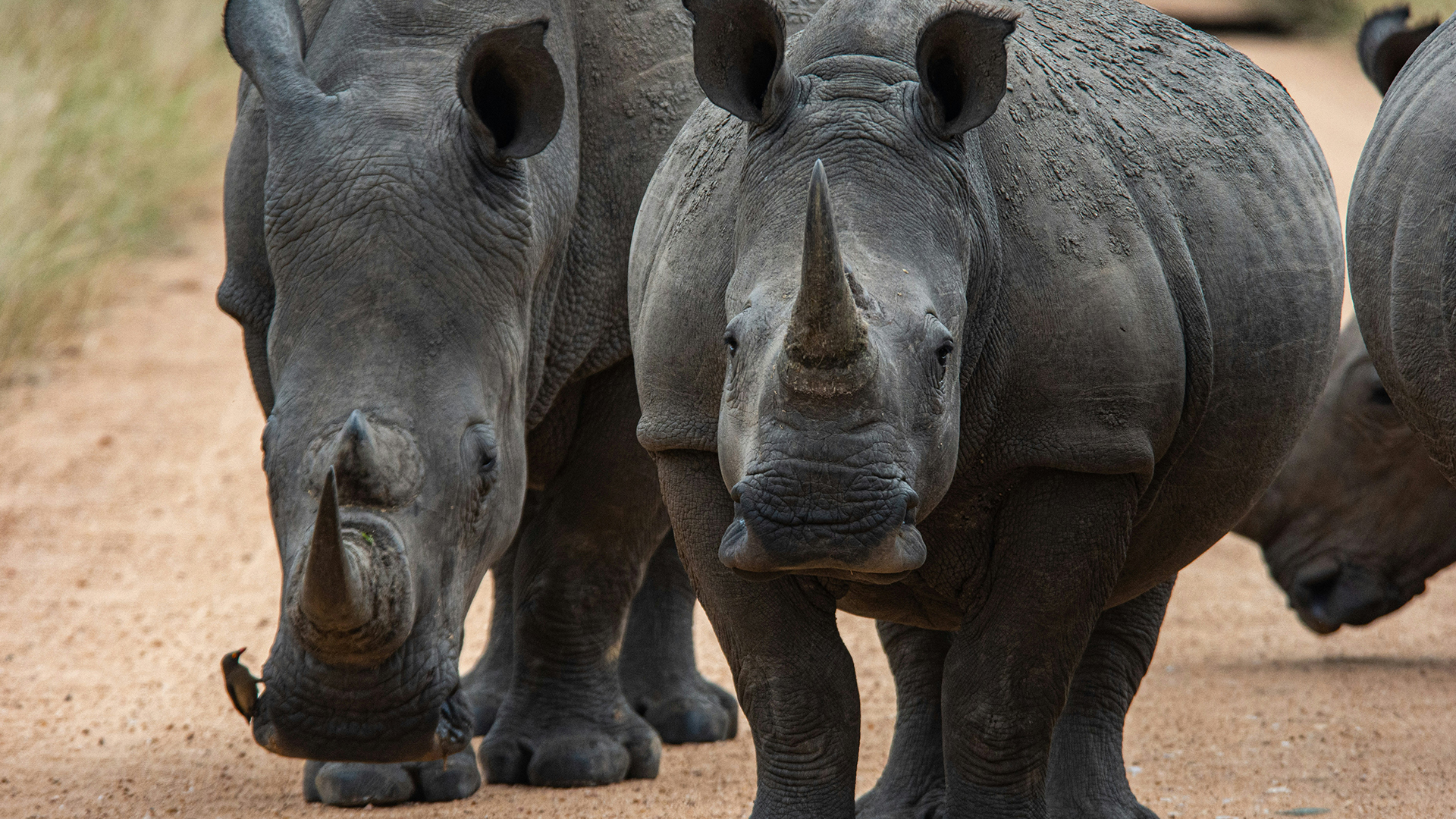 kruger-national-park-south-africa-rhino-swiper-hero-gallery
