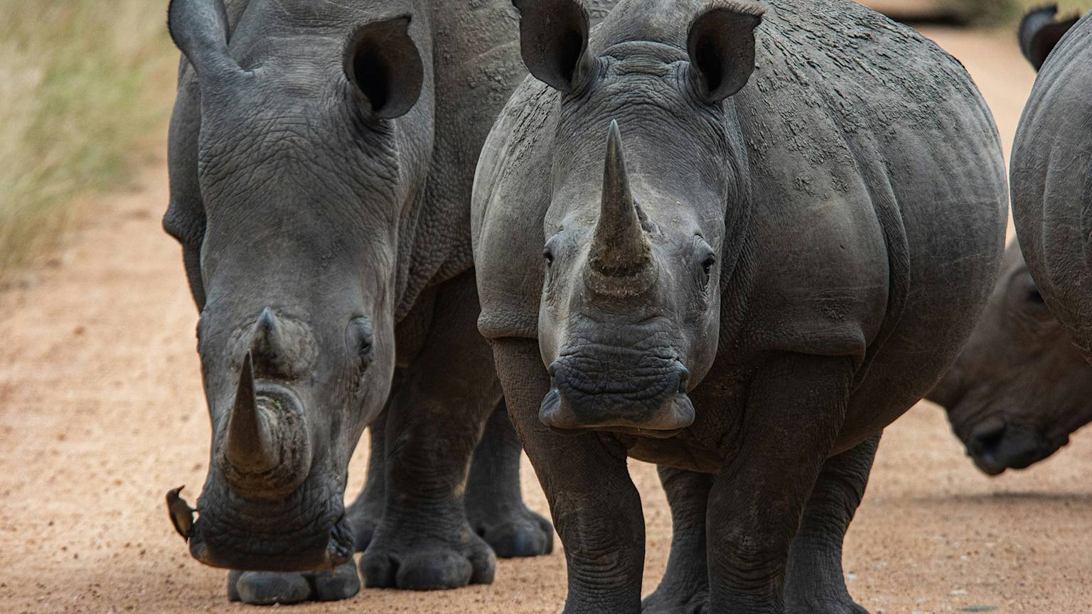 kruger-national-park-south-africa-rhino-swiper-hero-gallery