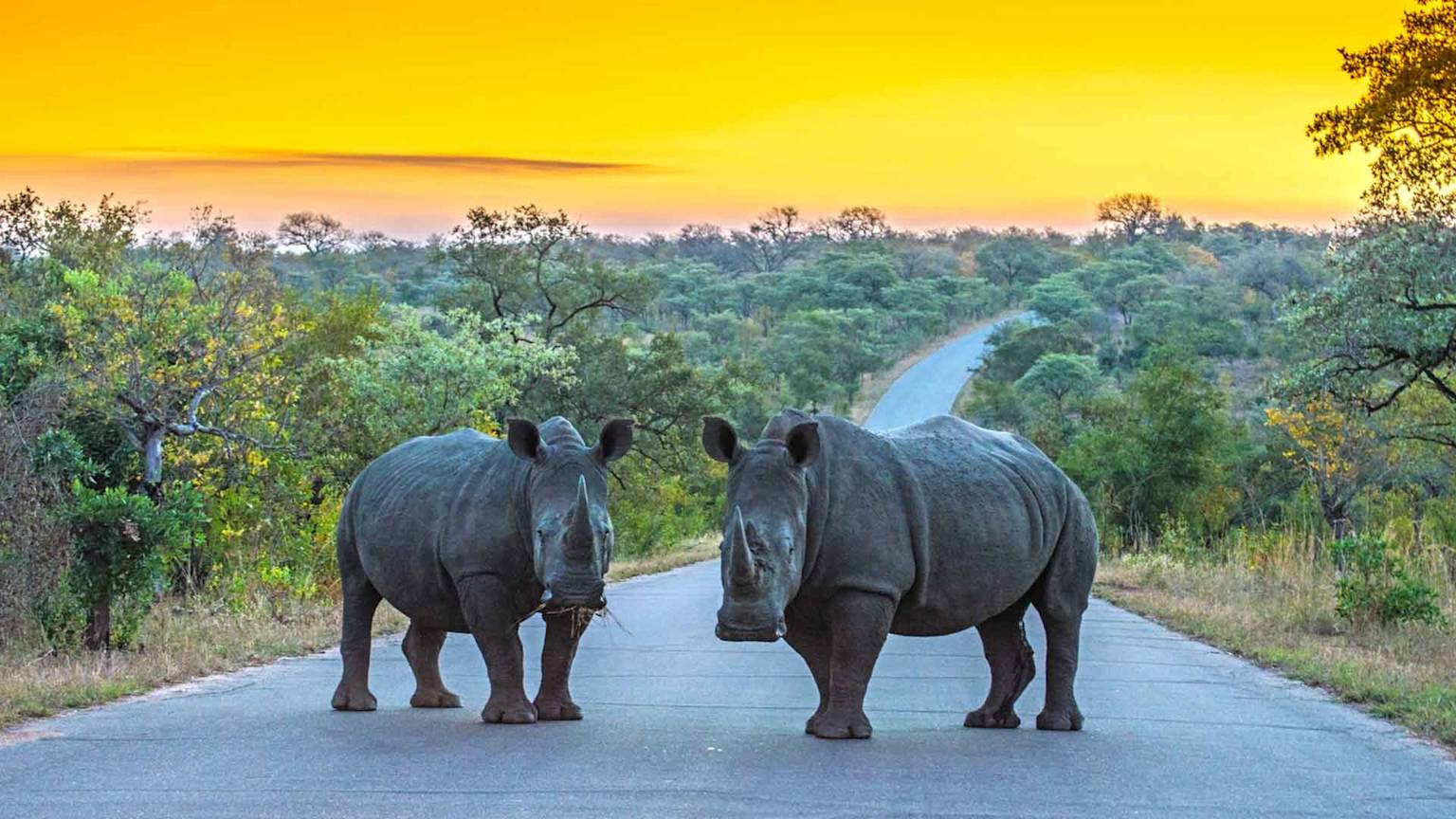 day-12-south-africa-two-rhinos-standing-on-road-sunset-kruger-national-park-south-african-escape