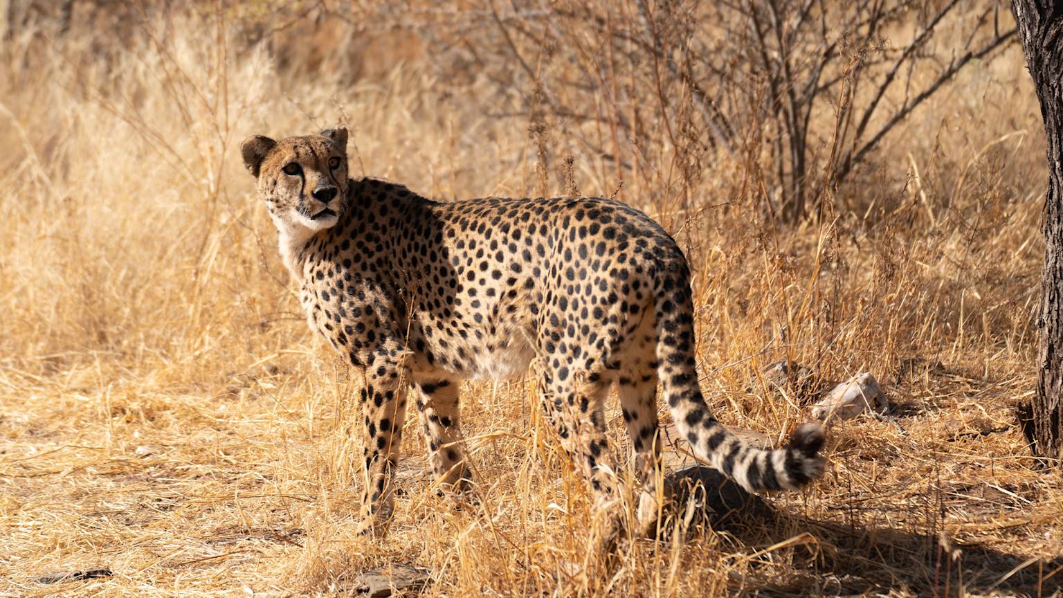 cheetah-botlierskop-south-africa-swiper-hero-gallery