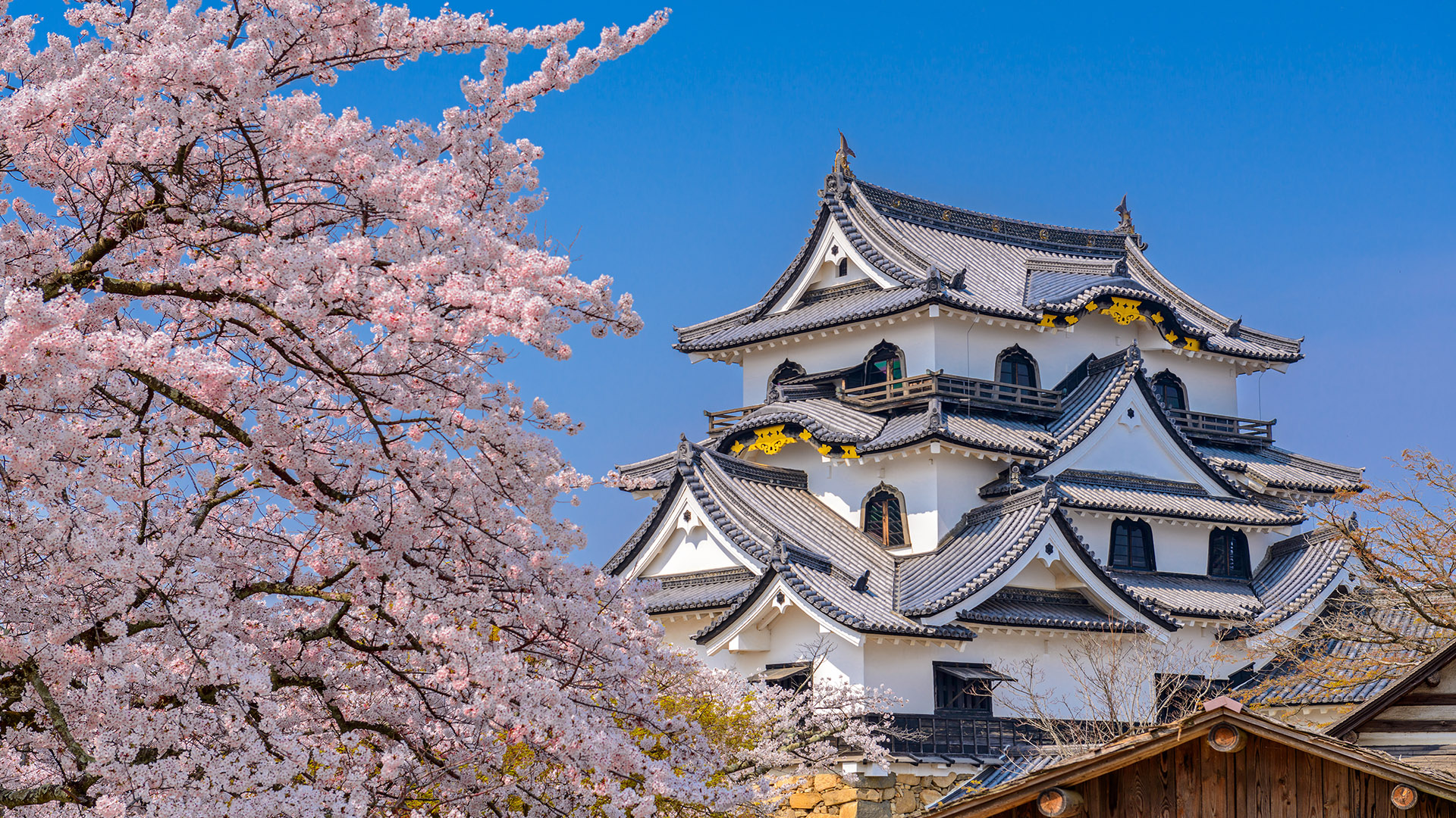 hikone-castle-japan-guided-tour-expat-explore