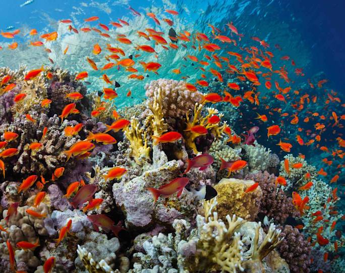 snorkel-red-sea-egypt-optional-excursion