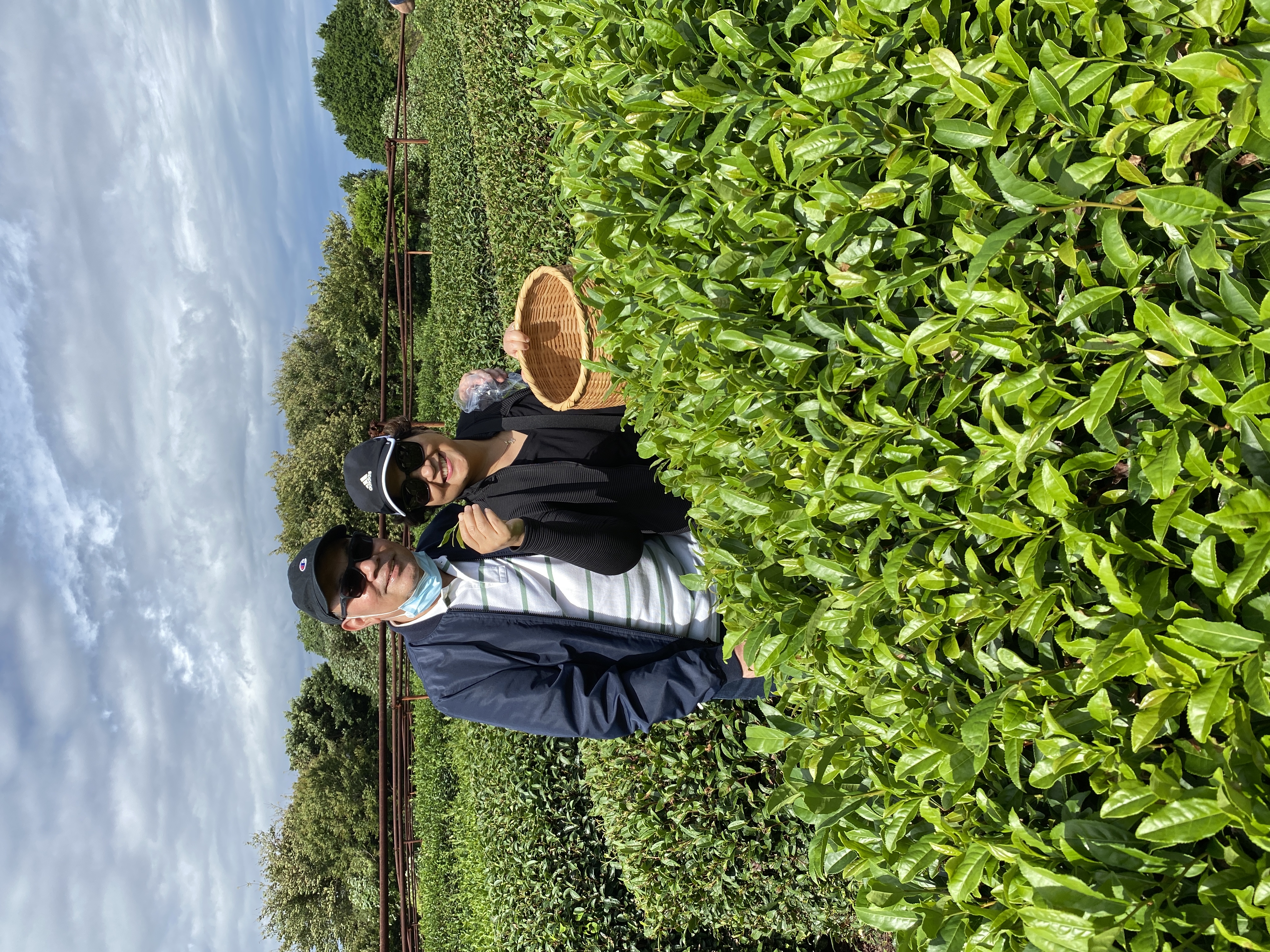 green-tea-leaves-picking-Expat-Explore-Japan-instagram-_travelingdepression_