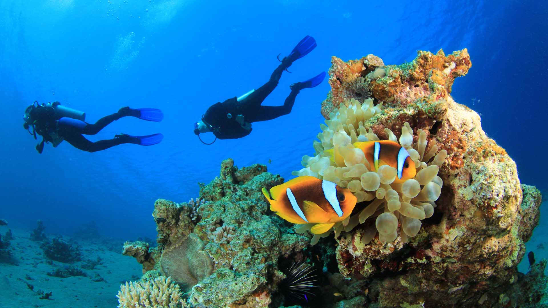 scuba-diving-red-sea-egypt-optional-excursion