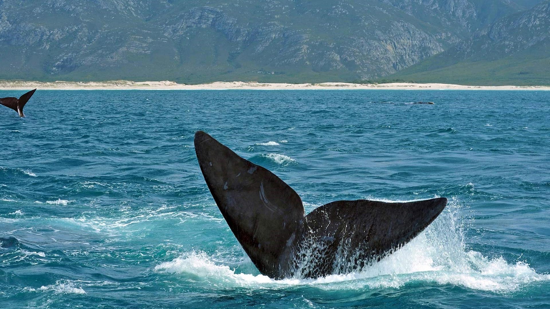 South-Africa-Hermanus-Whale-swiper-hero-gallery