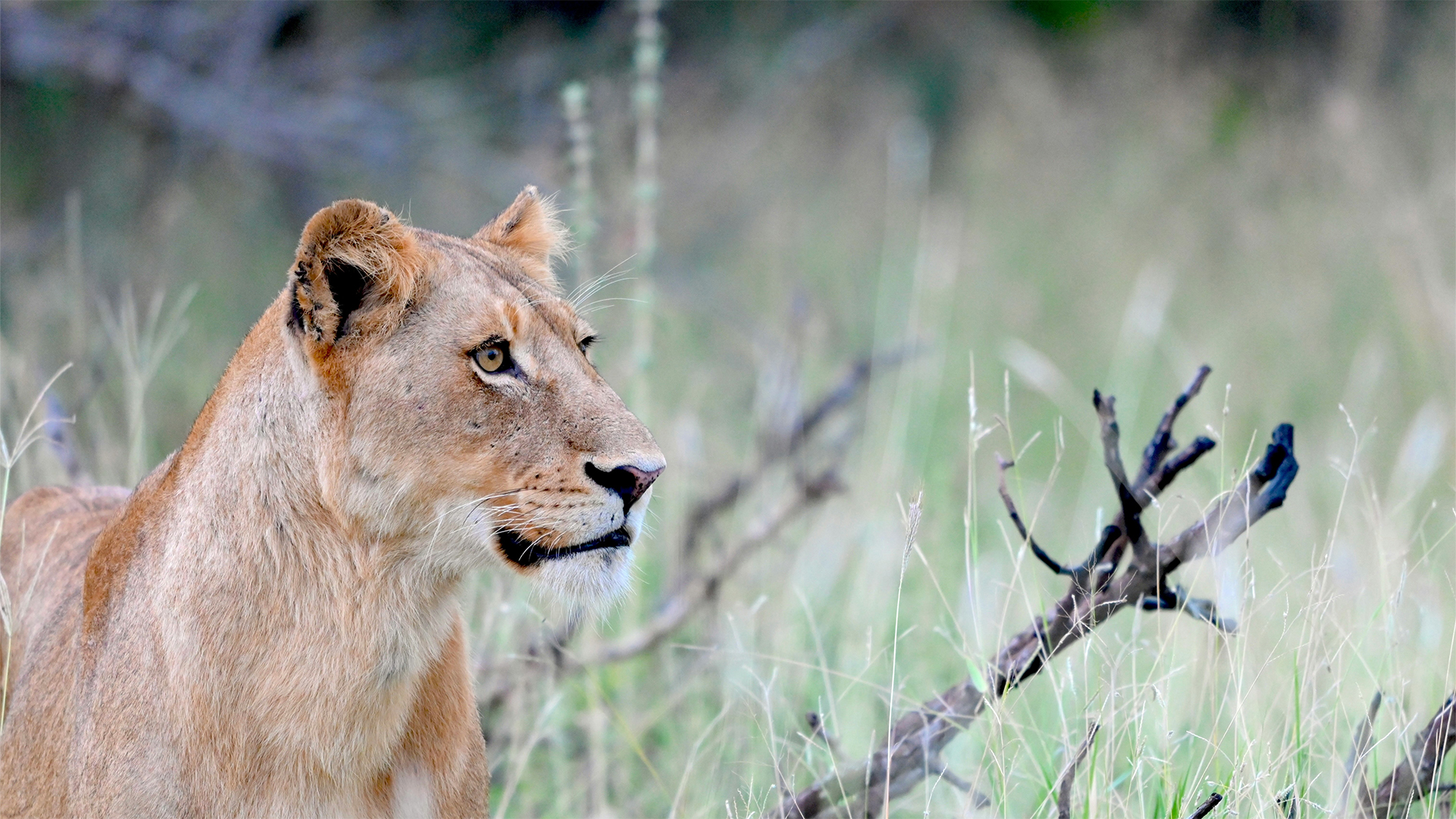 kruger-national-park-south-africa-lion-swiper-hero-gallery