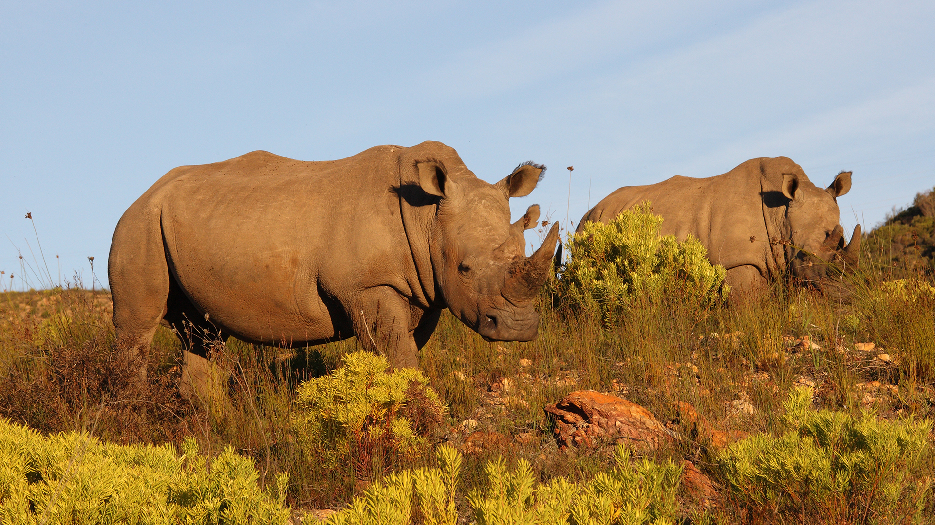 rhino-game-drive-botlierskop-south-africa-swiper-hero-gallery