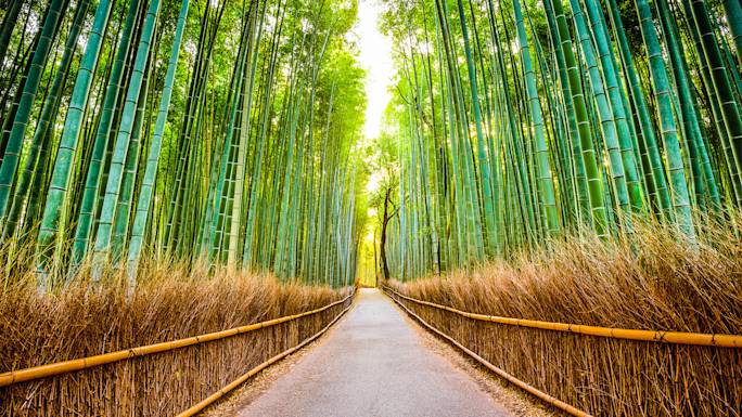 wander-through-the-arashiyama-bamboo-forest-experience