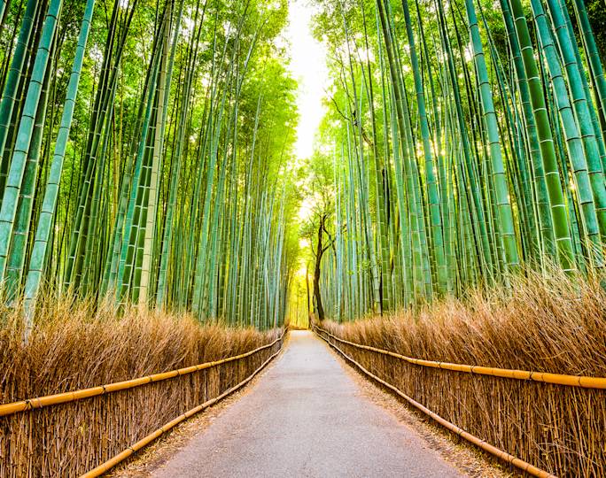 wander-through-the-arashiyama-bamboo-forest-experience