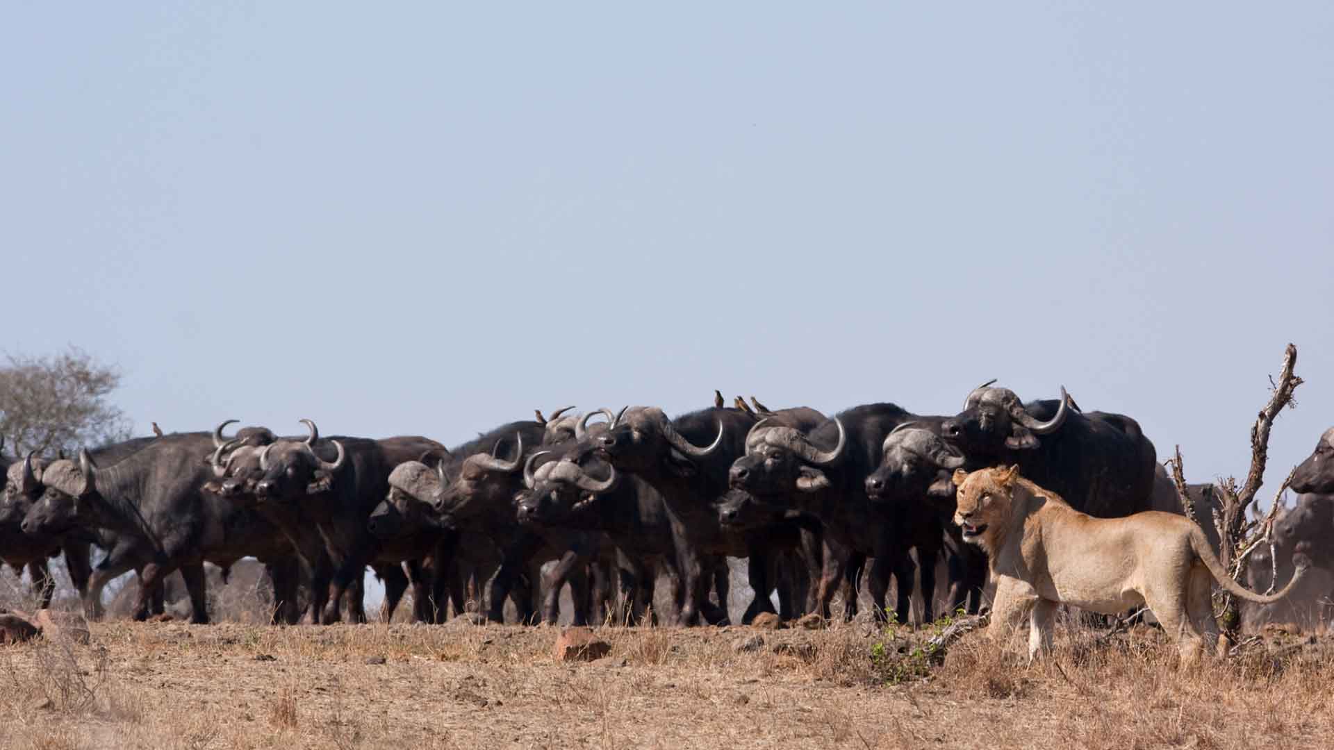 day2-nelspruit-kruger-national-park-lion-buffalo-safari-and-panorama-route