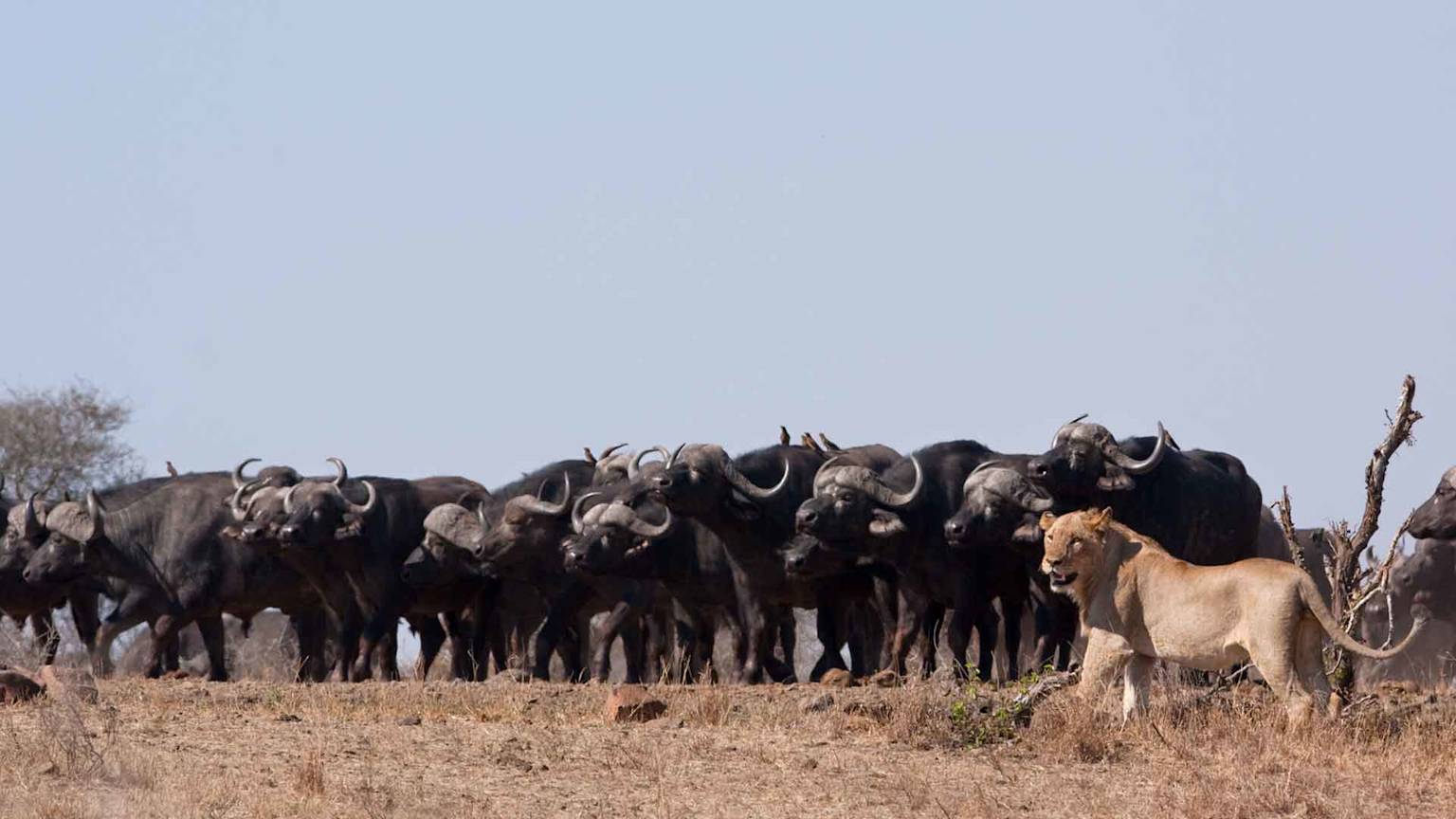 day2-nelspruit-kruger-national-park-lion-buffalo-safari-and-panorama-route