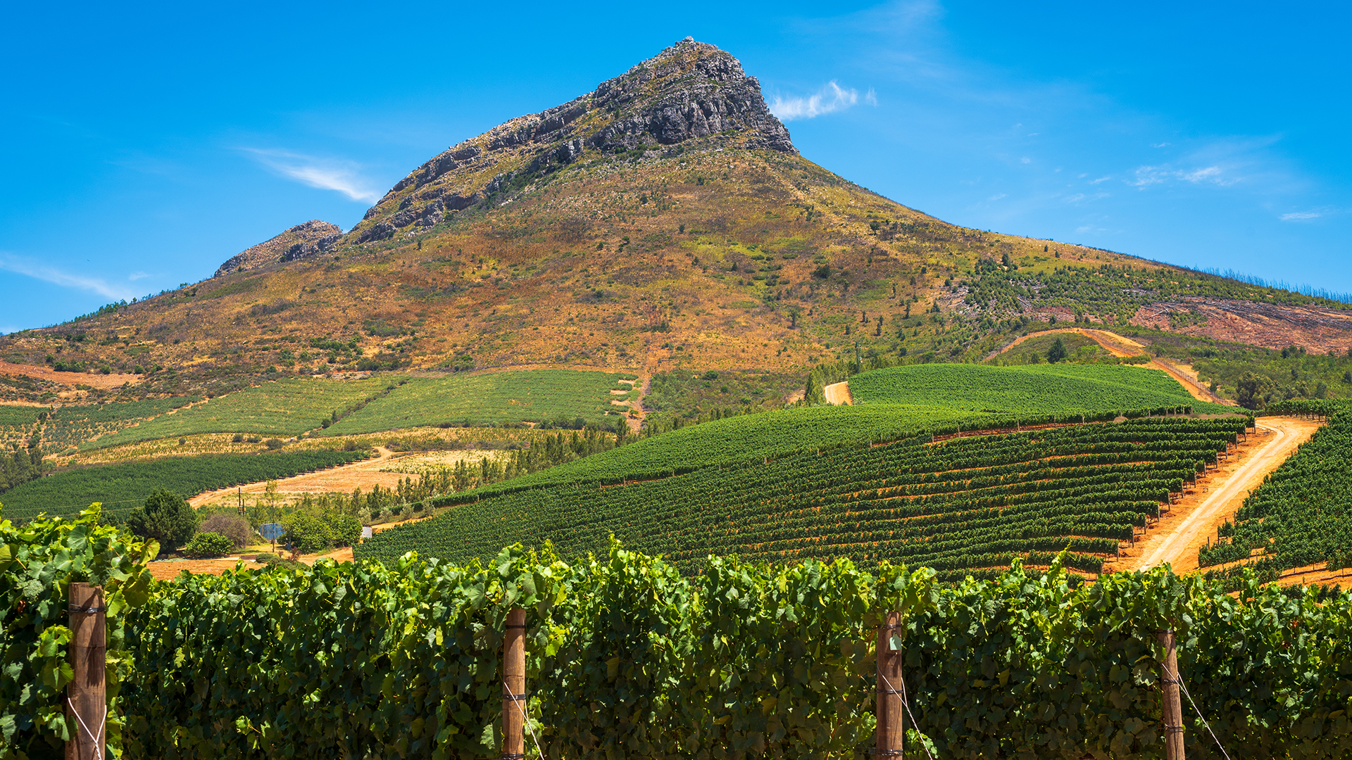 stellenbosch-south-africa-vineyard
