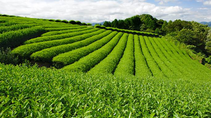 visit-a-green-tea-plantation-experience