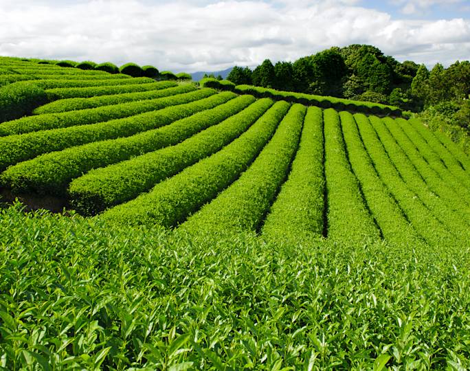 visit-a-green-tea-plantation-experience