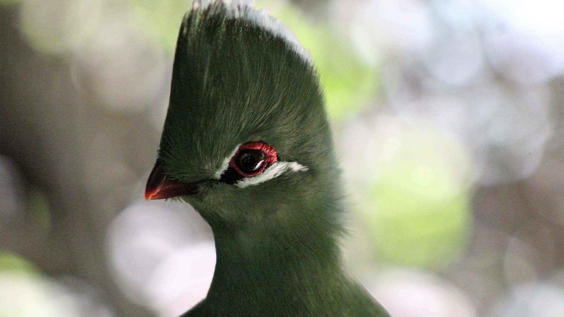 birds-of-eden-garden-route-south-africa