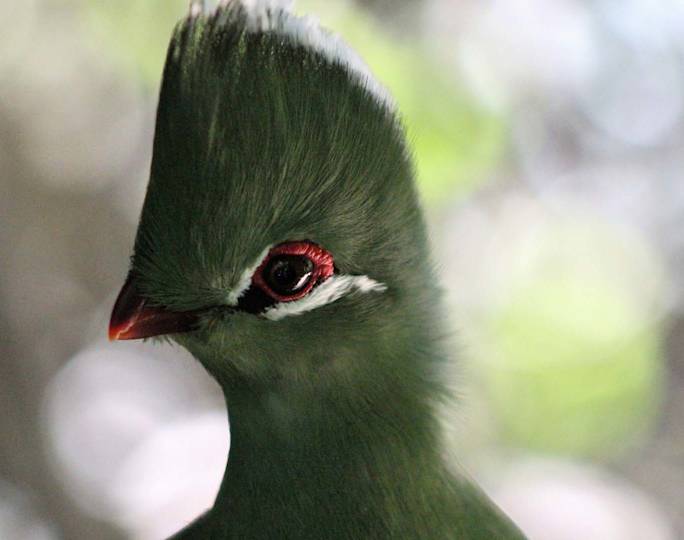 birds-of-eden-garden-route-south-africa
