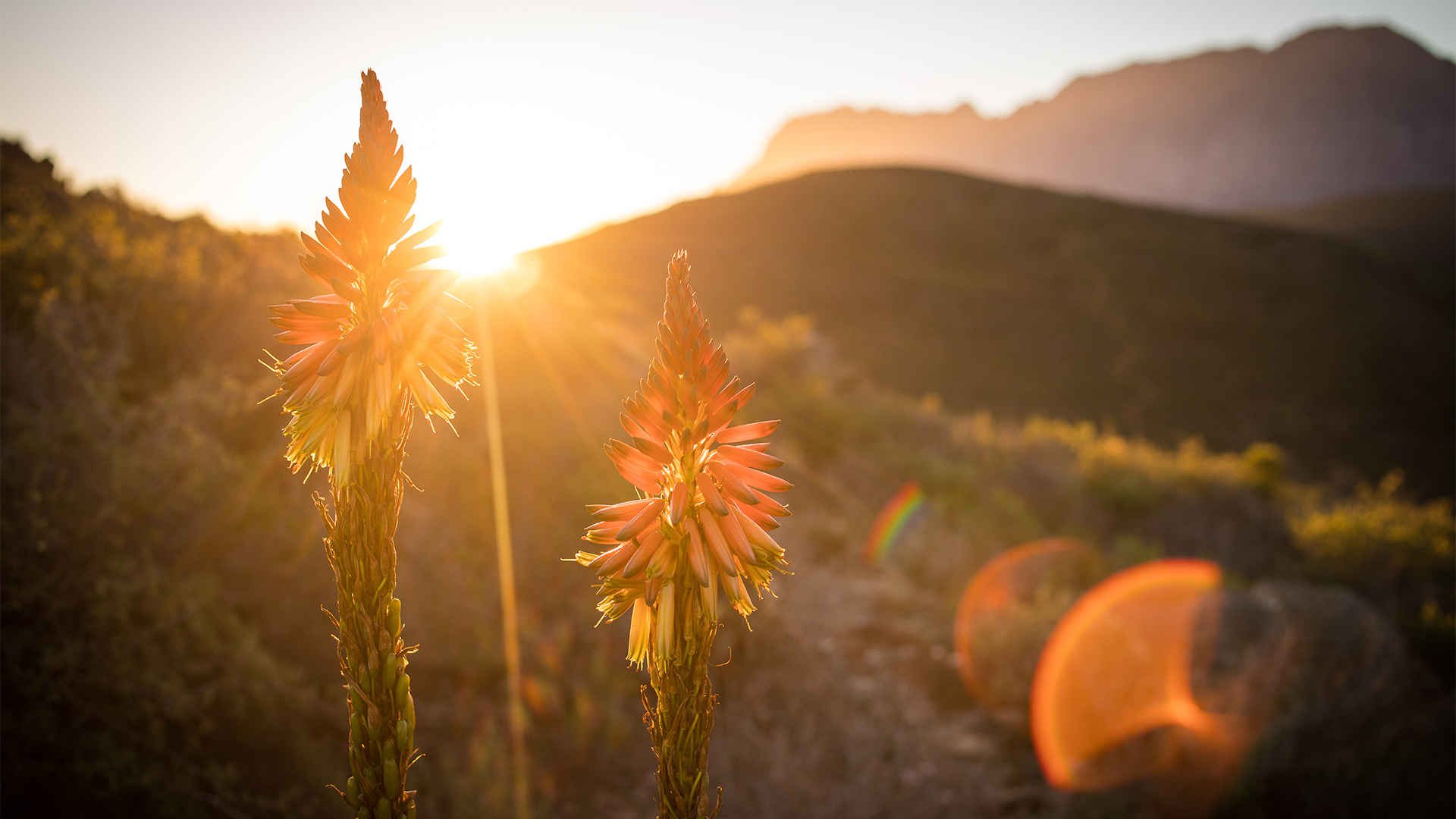 aloe-vera-plant-south-africa-swiper-hero-gallery