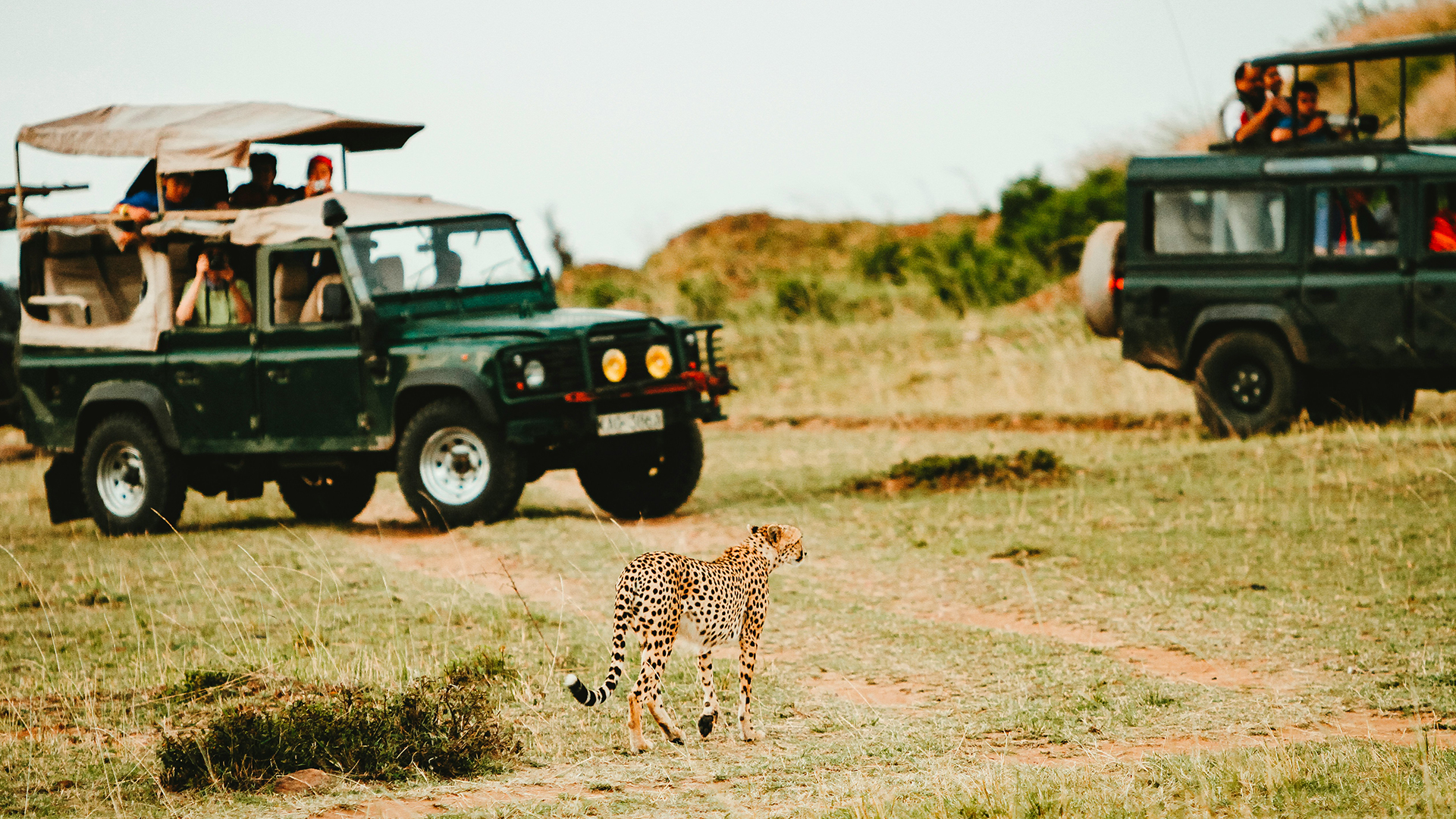 kruger-national-park-south-africa-leopard-swiper-hero-gallery