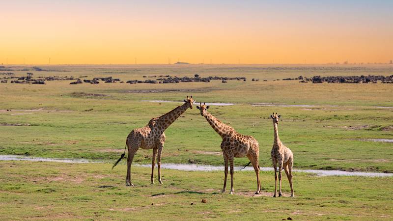 botswana-listing-page-chobe-national-park