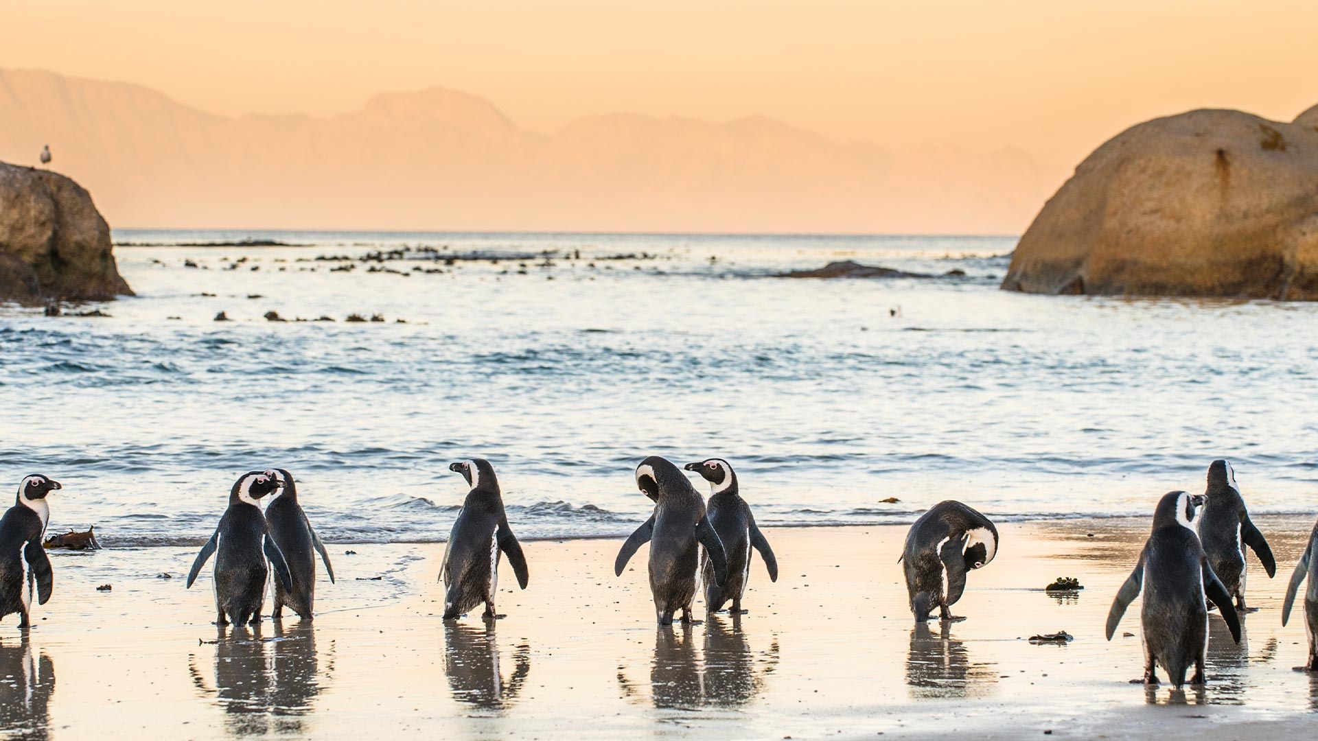 South-Africa-Boulders-Beach-swiper-hero-gallery