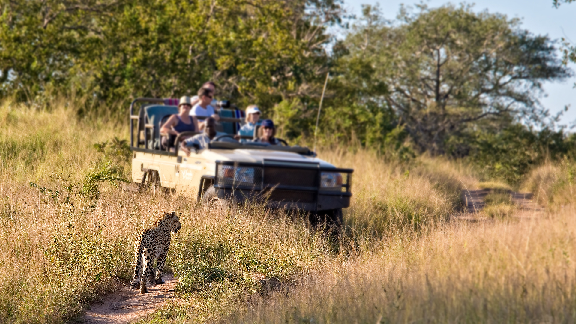 kruger-park-south-africa-leopard-game-drive-swiper-hero-gallery