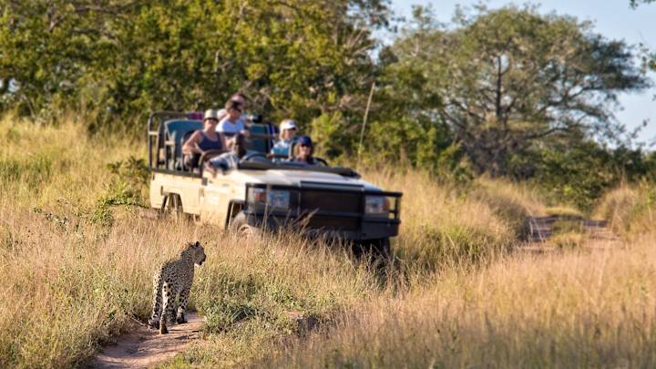kruger-park-south-africa-leopard-game-drive-swiper-hero-gallery