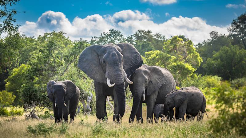 south-africa-country-listing-page-cape-town-kruger-national-park
