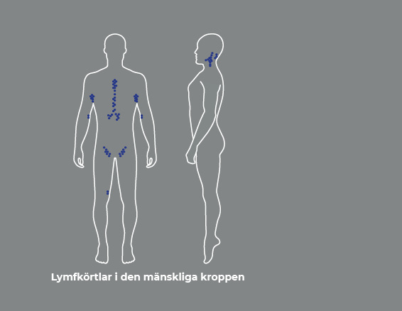 Lymph nodes in the human body