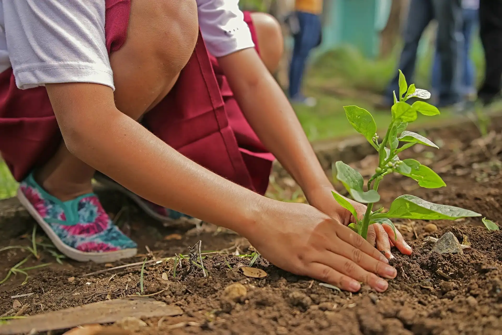 Comment Goodvest s’engage dans la reforestation ?