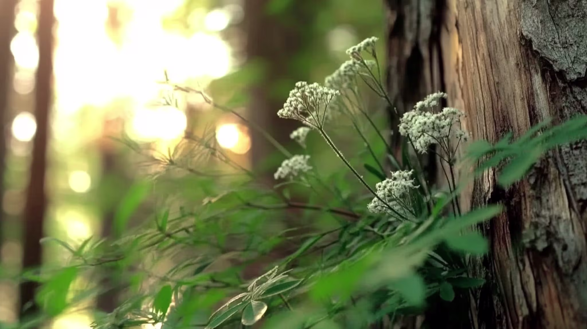 12 Medicinal Herbs for Natural Pain Relief in a Survival Situation