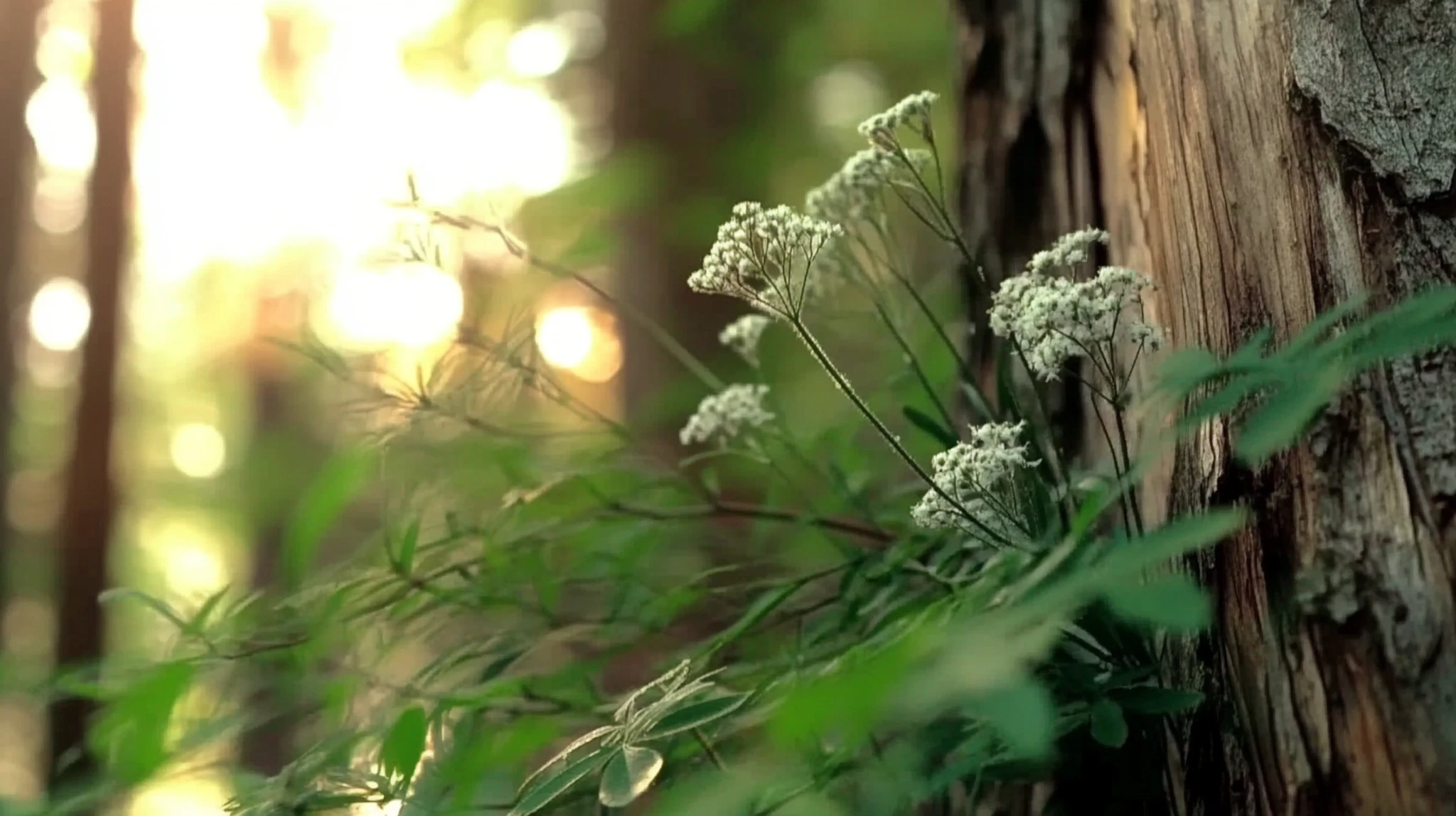 12 Medicinal Herbs for Natural Pain Relief in a Survival Situation