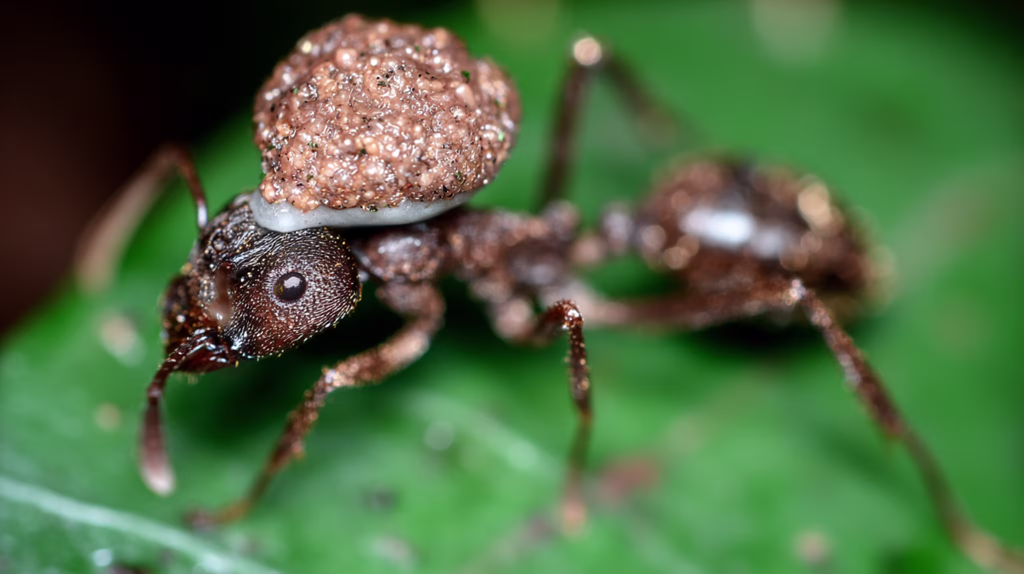 The Fungus Among Us: Could 'The Last of Us' Become Reality?