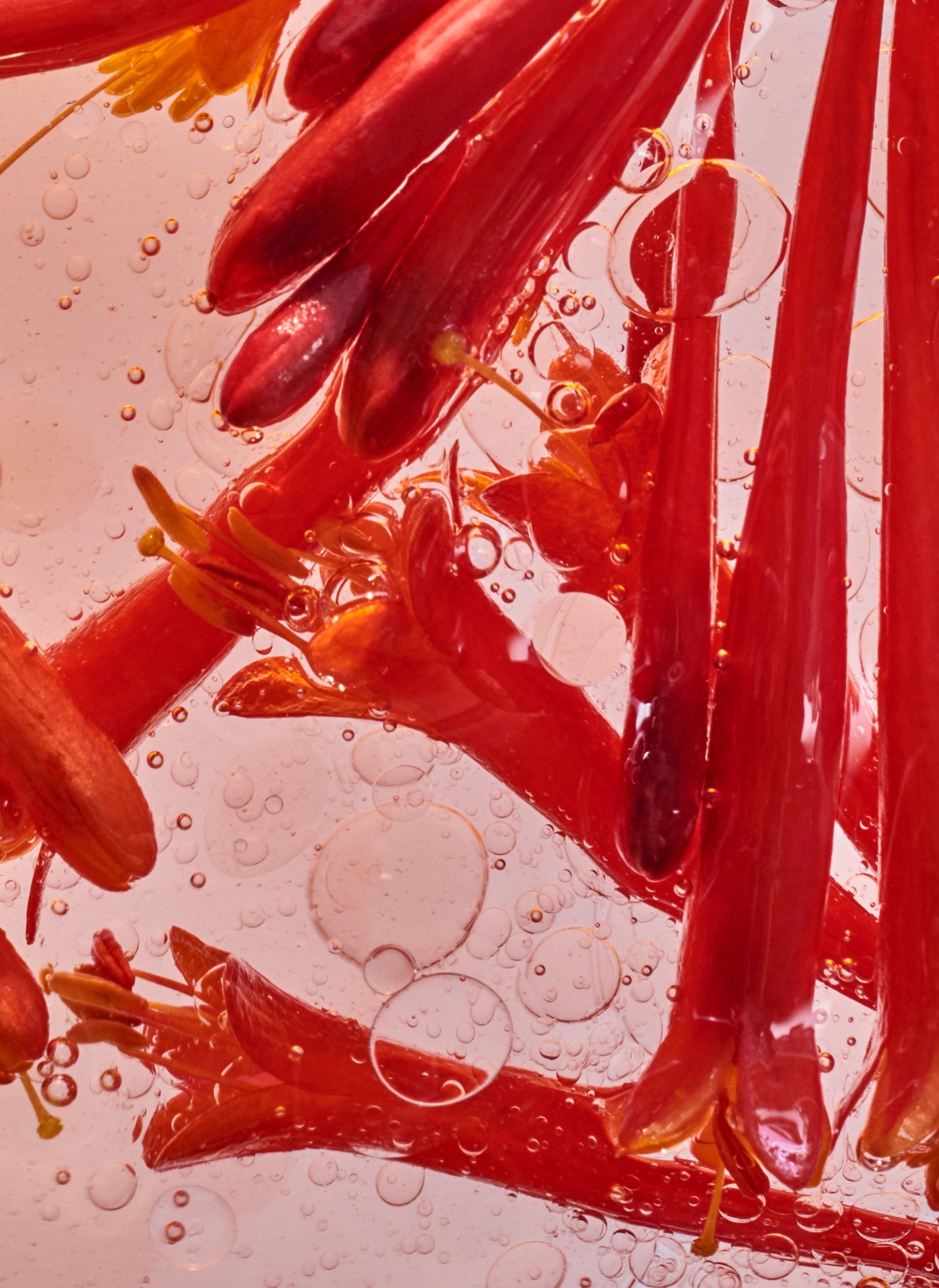 Amala product ingredient closeup