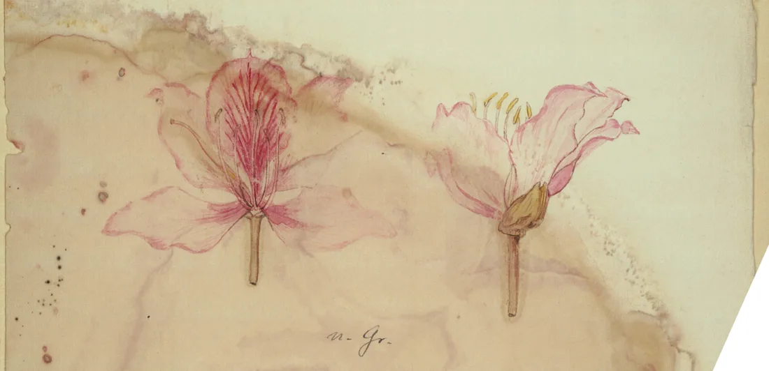 Two pink flowers