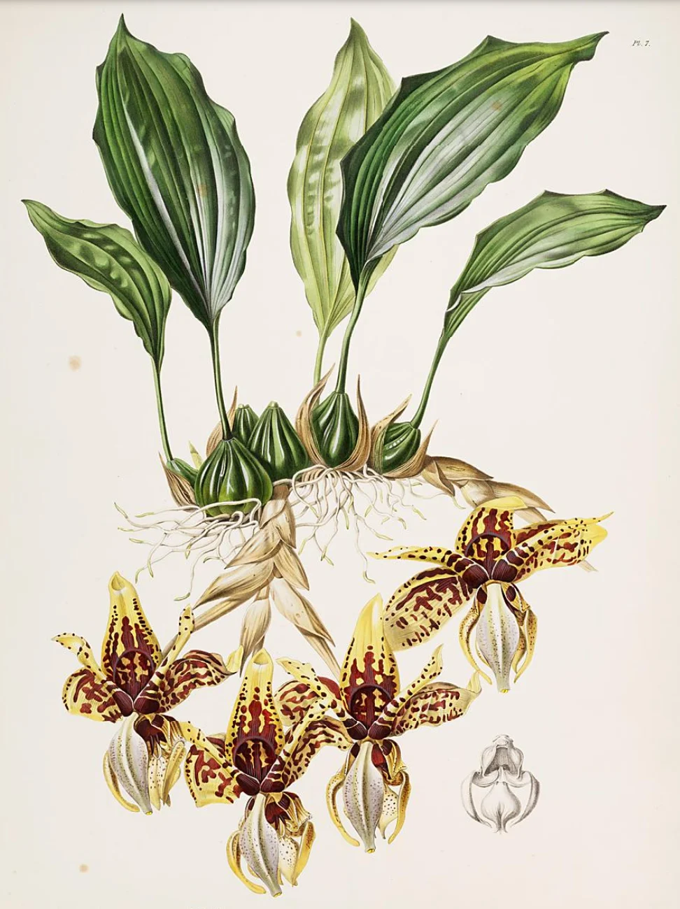 It's Valentine's Day! Sending you loads of Grá today 🥰 Here's an insight  into how the some of the Irish do it. A few Irish words/phrases related to  Valentines and their meanings -, image size:972x1300