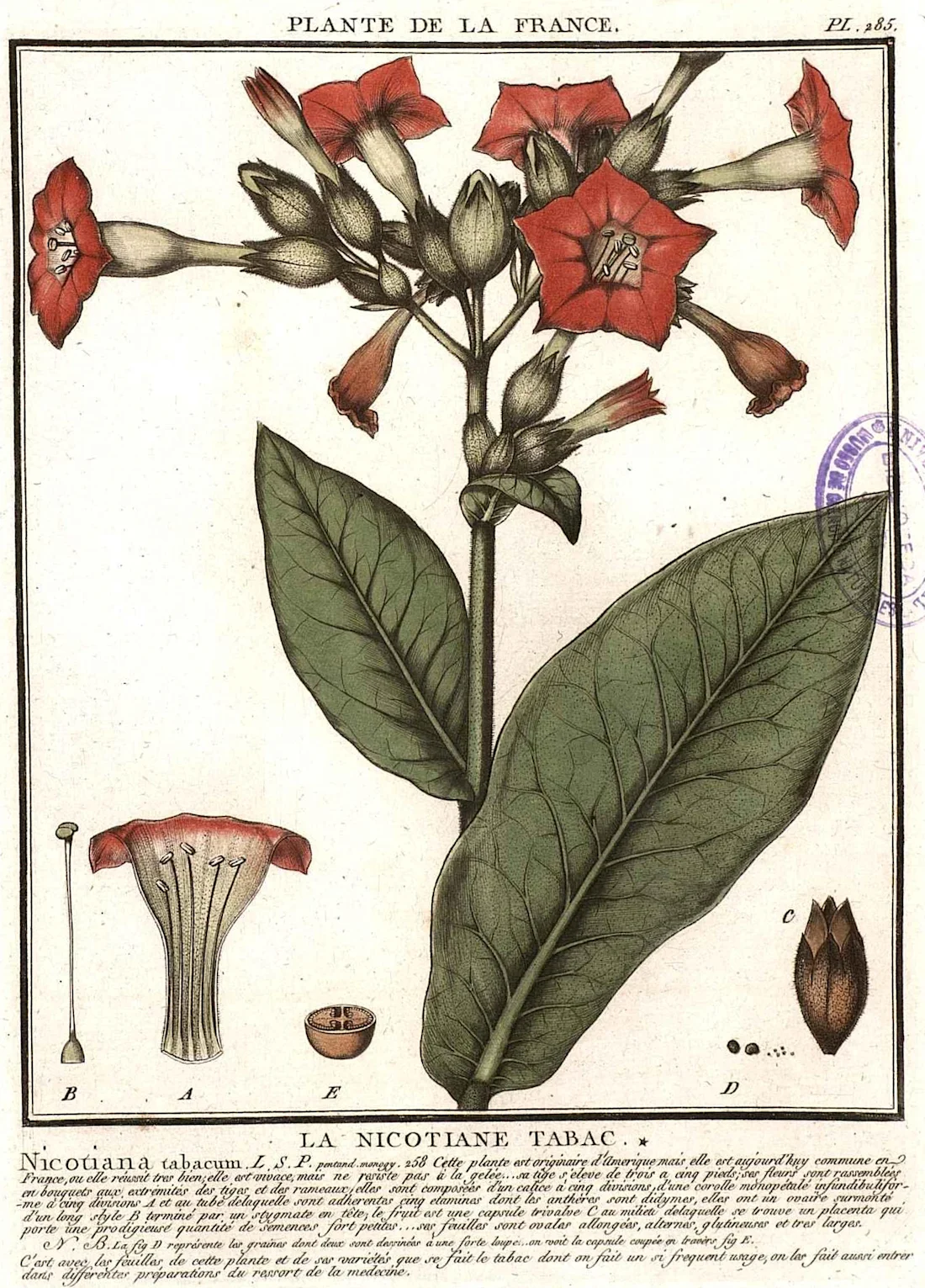 Tobacco – Shamans and Smokers