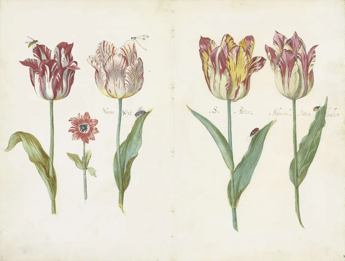 colour illustration of four tulips